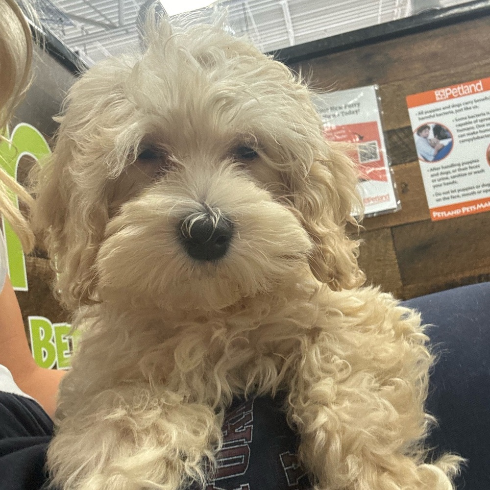 Meet your Posher, Myla